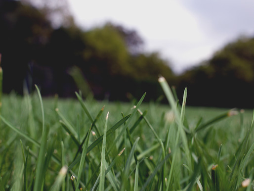 Is the Grass Greener?