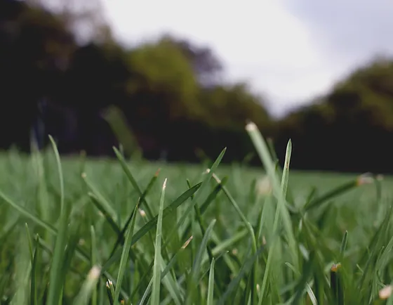 Top Choice Fescue Blend Grass Seed 10 Lb Wilco Farm Stores