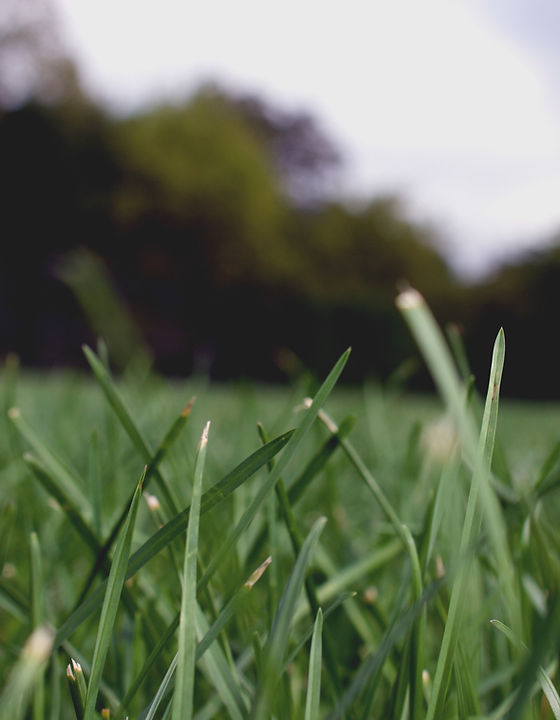 Grass Close Up