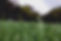 Grass Close Up