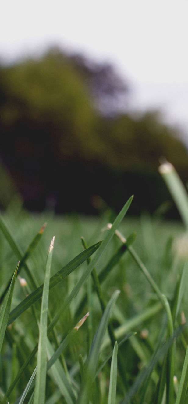 Grass Close Up