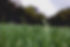 Grass Close Up