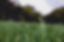 Grass Close Up