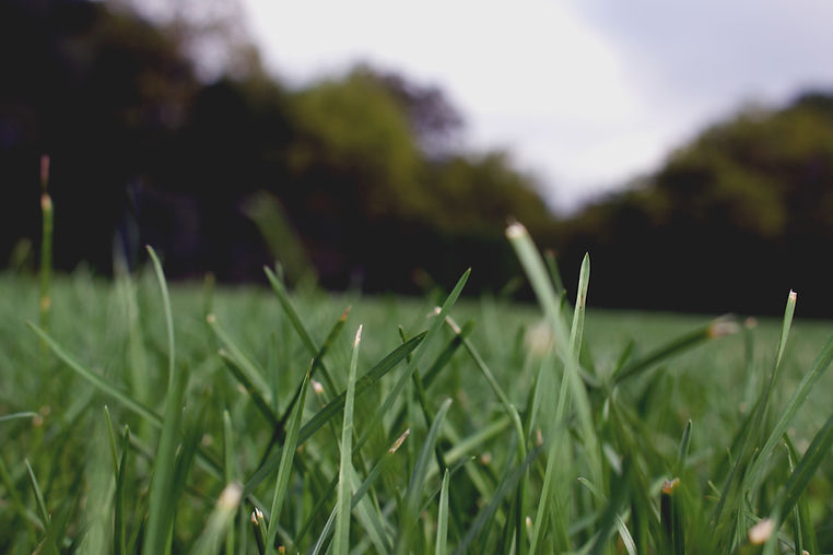 Green Grass Closeup