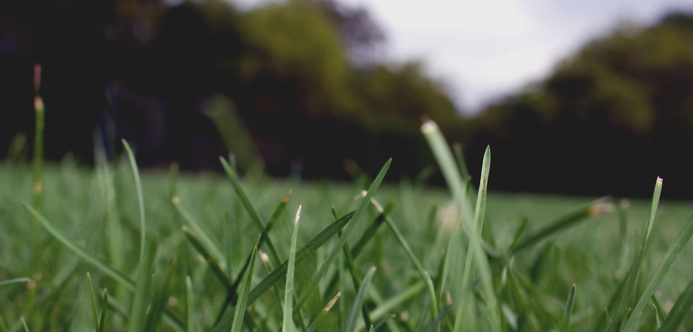 Grass Close Up