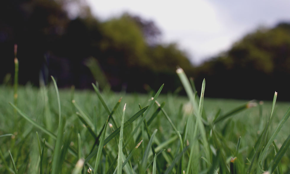 Grass Close Up