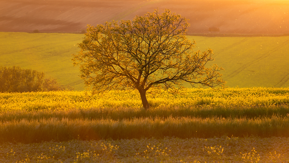 tree-at-sunrise-2023-11-27-05-27-46-utc.png