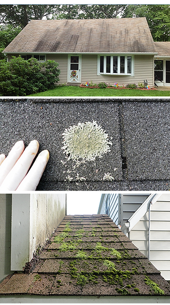 Mold