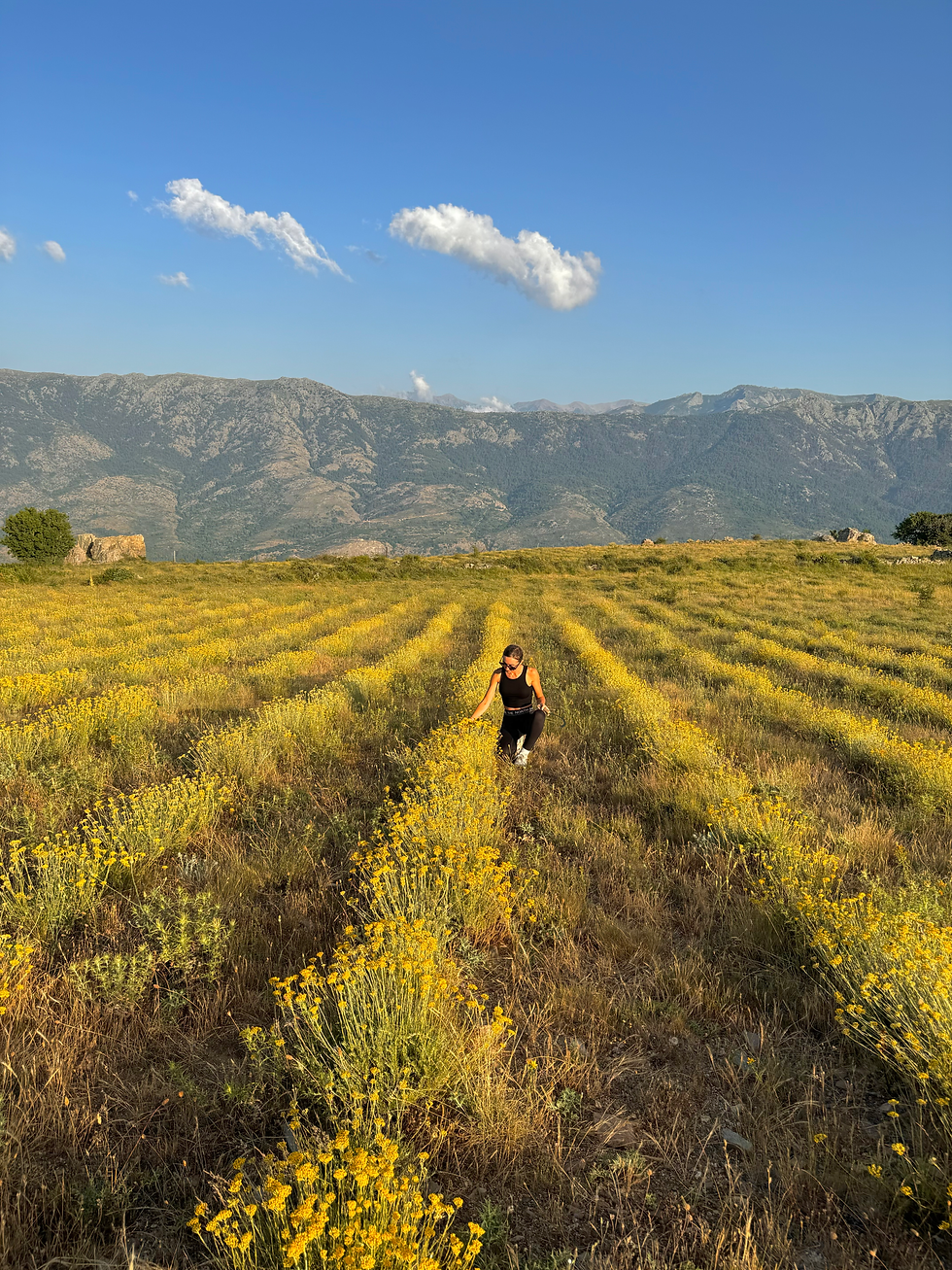 L’Immortelle Corse : Trésor Botanique de SAN LISEI