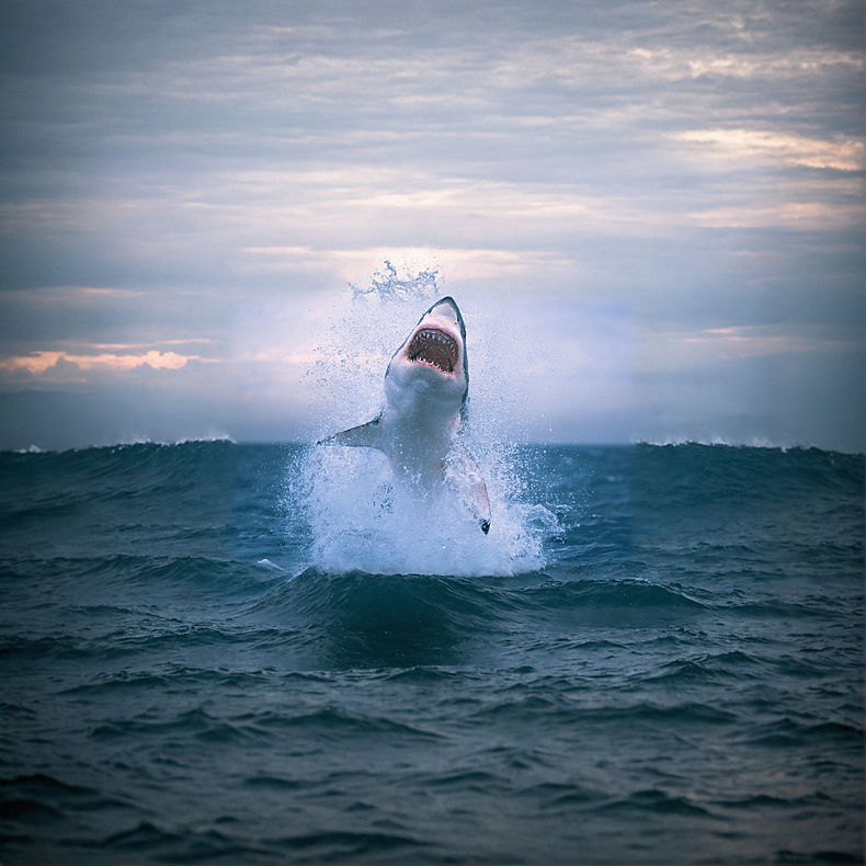 shark-breaching_edited.jpg