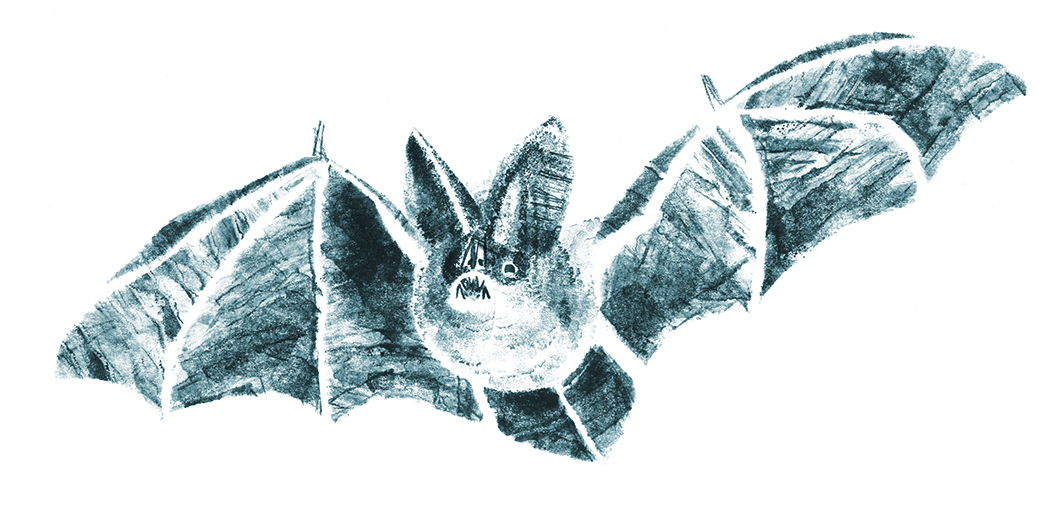 Bat