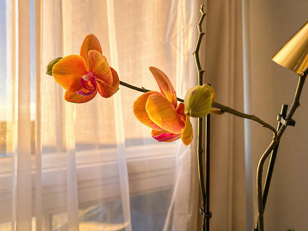 Embracing the journey: finding joy in the midst of suffering