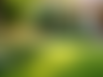 The Benefits of Regular Lawn Mowing for a Healthy Garden Aesthetic