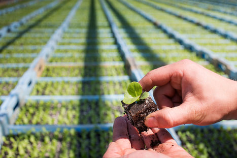 Close up photography of a lettuce seedlings in a hand before it is planted in a huge commercial greenhouse housing thousands of other seedlings.