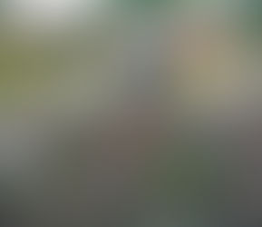 Install a Rain Garden Now!