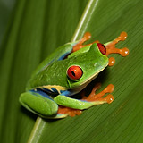 Red-eyed tree frog (Agalychnis callidrya