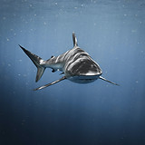 Shark diving in South Florida_edited.jpg
