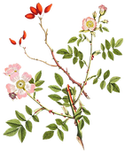 854c335ee309d41d2d992e9582332ccb_edited.png