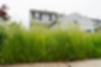 Very Tall Grass of Vacant Abandoned Town Home.jpg