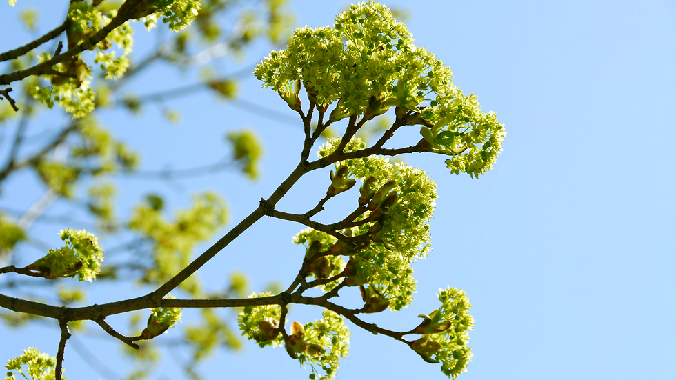 Green budding tree branches against a clear blue sky.