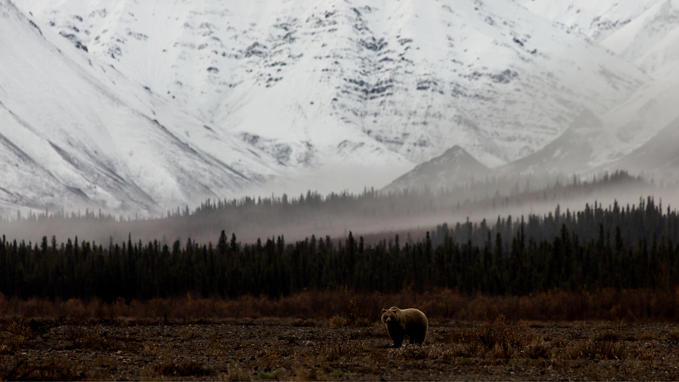 Brown bear in a misty valley with snow-covered mountains and dense pine forest in the background.