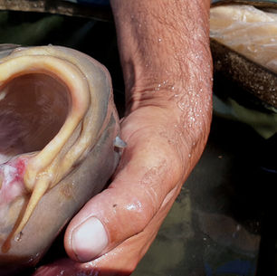 Une bouche de carpe très abimée