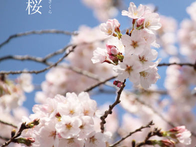 桜の香り
