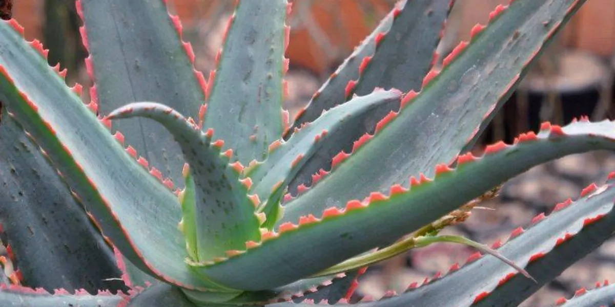 aloe vera w pink .webp
