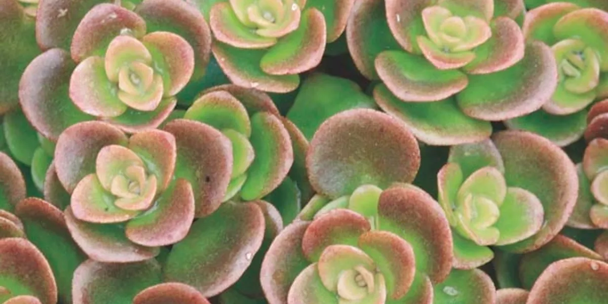 succulents green and pink.webp