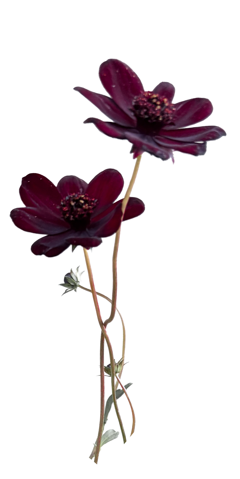 chocolate flower.png