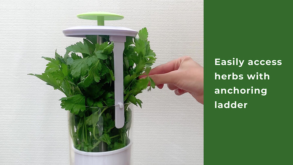 Thumbnail: NOVART XXL Premium Glass Herb Keeper and Herb Storage Container – Savor Preserve