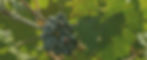 fondo_greenroad_web07.jpg
