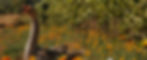 fondo_greenroad_web02.jpg