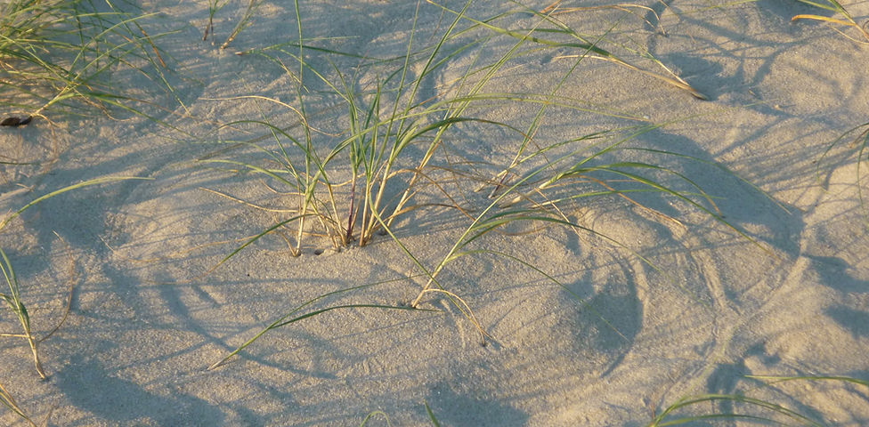 Mail Attachment.jpeg