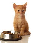 Pets