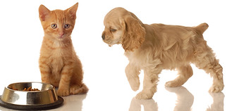 Pets