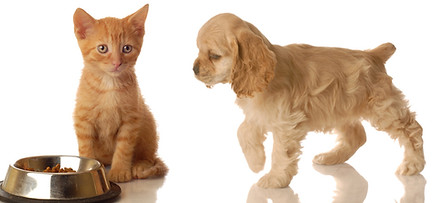 Pet Insurance