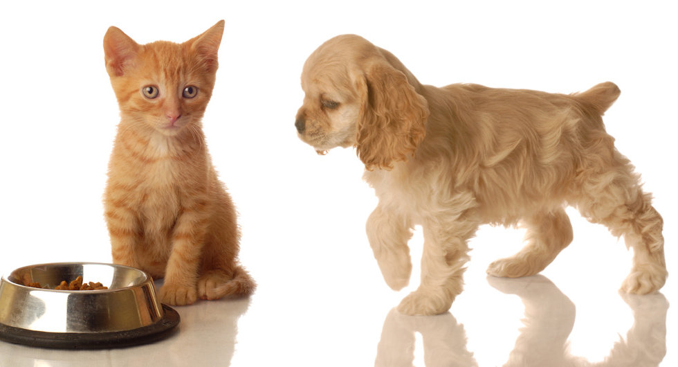 Pets