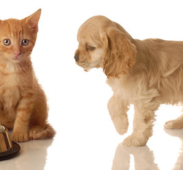 Photo of a kitten and puppy to represent allergies