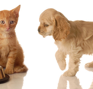 Pets
