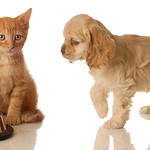 animaux domestiques