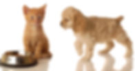 animaux domestiques