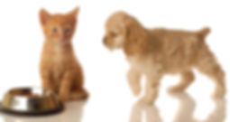 Pets