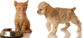 Pets