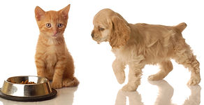animais de estimação