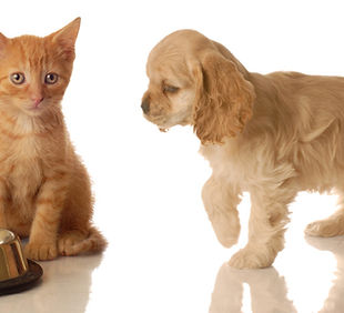 Pets