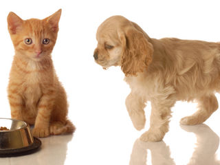 New Year's Resolution: Home Pet Food Preparation