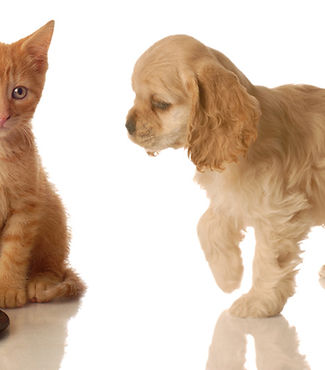 Pets