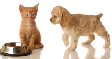 Pets