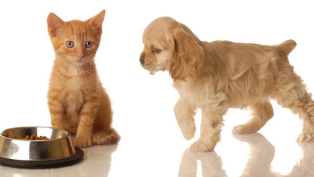 What If Cats and Dogs Made Resolutions?